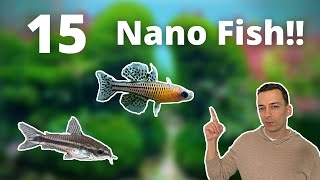 MY 15 FAVORITE NANO FISH FOR A SMALL AQUARIUM [upl. by Adila]