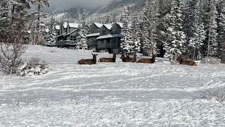 Canmore Alberta after snowfall in November walking tour 2022 [upl. by Domela]