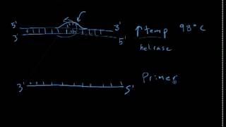 DNA Polymerase [upl. by Velda]