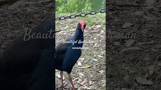 Beautiful Australasian swamphen at Wilson Botanic Park [upl. by Etep]