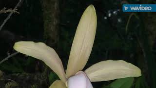 Habitat natural de Cattleya forbesii [upl. by Theola]