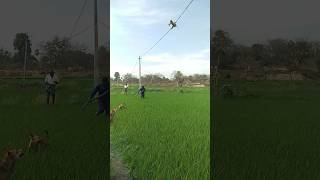 dog vs monkey funny movement 😊😊😊😊😊😊😊😊😊😊 shortfeed funny ytshorts [upl. by Aronson]