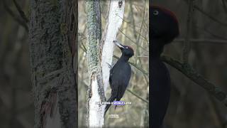 Woodpecker brain science sciencefacts [upl. by Nauwtna]