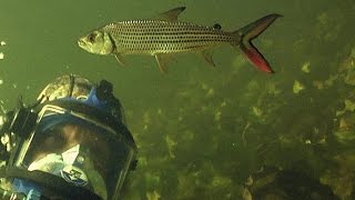 Diving with the Deadly Tigerfish [upl. by Notsnorb550]