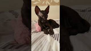 Cornish Rex Kitten in black so cute you wanna see [upl. by Pauletta]