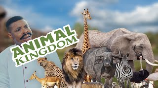 ANIMAL KINGDOM WOLI AGBA DECIDES [upl. by Halyhs]