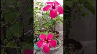 Yeh Chinky mein minkyflowers nature gardeningchannel youtubeshorts [upl. by Elleuqar]