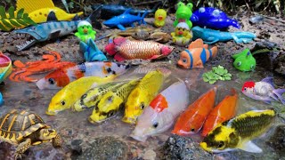 Colorful ornamental fish scoops koi fish cute goldfish comet fish gourami fish brazi turtles [upl. by Nohtan]