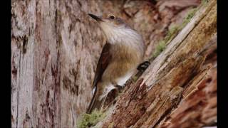 Grey Shrike Thrush bird call slideshow [upl. by Ahsinaw]