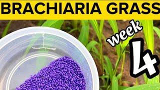 Week 4 How To Grow Brachiaria GrassMulato Grass Nursing New Brachiaria Seeds ln Between Furrows [upl. by Formenti12]