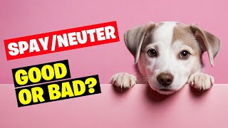 Spaying and Neutering Dogs Good or Bad [upl. by Feucht362]