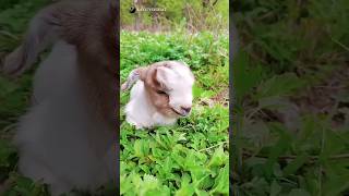 Çok Tatlı Değil mi 😍🥰😇cuteanimals cutegoats Oğlak keçi Doğa nature [upl. by Gnemgnok]