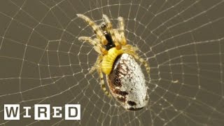 This Wasp MindControls Spiders While Eating Them Alive [upl. by Theis711]