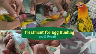 Treatment for egg binding 100result byVRR Birds farmcbeEgg binding budgies in tamilmust watch [upl. by Tneciv623]