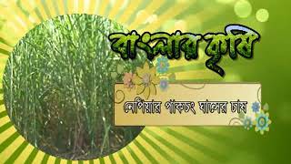 Banglar Krishi Episode no 381 PuiSak  Nepiyar Ghas Chas 2017 [upl. by Inna]