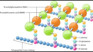 Bacterial Cell Wall structure and functions differences between Gram positive and negative wall [upl. by Donica432]