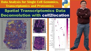 Spatial Transcriptomics Data Deconvolution with cell2location in Python [upl. by Rehpinnej]