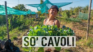 Coltivazione dei CAVOLI in agosto La GUIDA completa 🥦🥦 [upl. by Tombaugh726]