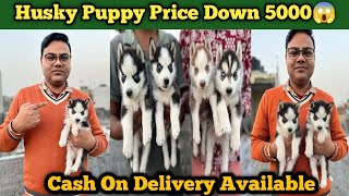 Cash On Delivery Husky Puppies For Sale In Best Price  Husky DogHusky Price  Siberian Husky Dog [upl. by Yra]