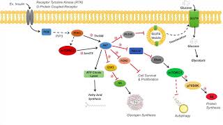 AKT Signaling Pathway  Regulation and Downstream Effects [upl. by Ymmij]