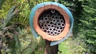 leaf cutter bees at nesting tubes [upl. by Anivas]