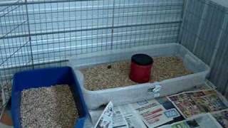 litter box training for puppies and dogs how to make a safe place for your new puppy [upl. by Feer790]