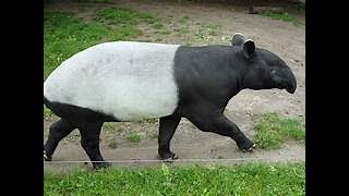 THE MALAYIAN TAPIR [upl. by Sladen]