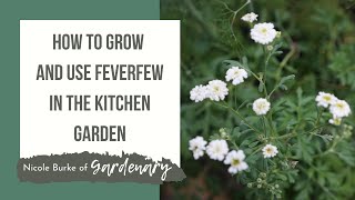 How to Grow and Use Feverfew in the Kitchen Garden [upl. by Retrac]