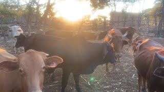 Molasses as a part of Cattle feed supplement Episode 13 [upl. by Katt]