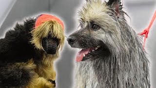 Two mental cases test my sanity 😅  Keeshond and Yorkshire Terrier [upl. by Adebayo]