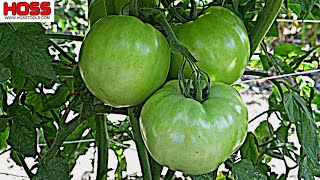 A NEW TOMATO VARIETY thats UNBELIEVABLY PRODUCTIVE [upl. by Granlund]