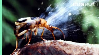 Bombardier Beetle Sprays Acid From Its Rear  Life  BBC Earth [upl. by Aekim]