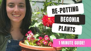 RePotting Begonias In Less Than 1 Minute [upl. by Aihsekel]