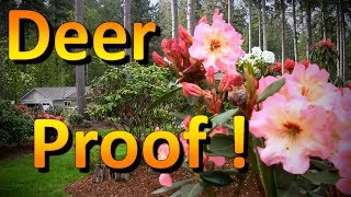 The Best Deer Resistant Plants to Include in Your Landscape [upl. by Dorej]