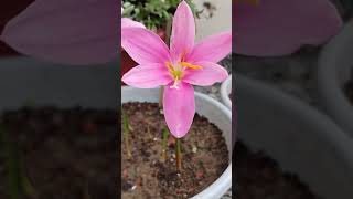 Rain lily flowers rain lily rainlily zephyranthes rainflower garden [upl. by Keeley]