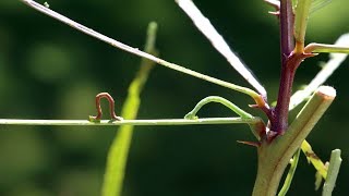 UU Eueupithecia cisplatensis Biological control agent for the control of Parkinsonia [upl. by Noislla]