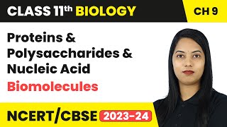 Proteins Polysaccharides amp Nucleic Acid  Biomolecules  Class 11 Biology Chapter 9  CBSE 202425 [upl. by Aanas]