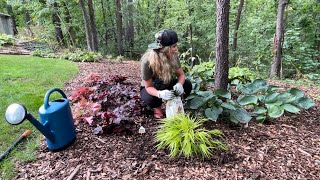 Planting Midnight Reiter Geranium Blood Grass Kent Beauty Oregano amp Hakonechloa All Gold Grass [upl. by Roxie193]