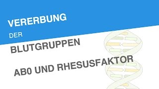 VERERBUNG DER BLUTGRUPPEN AB0 UND RHESUSFAKTOR  Biologie  Genetik und Entwicklungsbiologie [upl. by Niawtna]