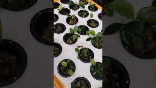 Tanaman aquascape anubias pinto anubias aquarium landscape aquascape shortvideo [upl. by Nino30]