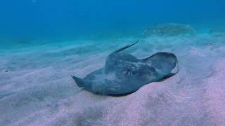 Pastinaca common stingray [upl. by Otrebron59]