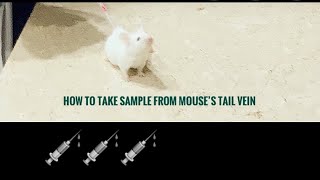 How to use a mouse restrainer to take blood samples from the tail vein mouse invivo blood [upl. by Eicaj]