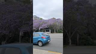 Purple Season is famous in Australia 🌸 flowers Australia Toowong purple [upl. by Refynnej553]