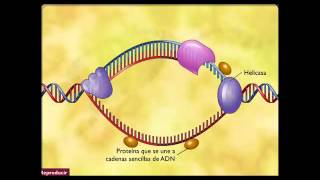 REPLICACIÓN DEL ADN [upl. by Enoob]