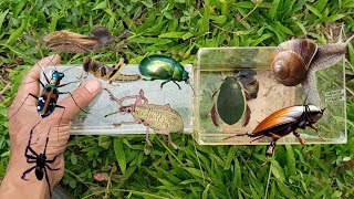 catch diving beetle mint beetle weevil beetle tiger beetle assassin bug jump spider snail [upl. by Nosoj]