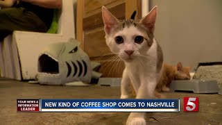 1st Cat Cafe Debuts In Nashville [upl. by Gothar676]