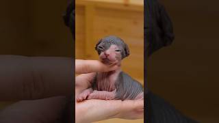 Its a puppy all right dont you think❤️ shorts sphynx kitten cat cute [upl. by Peregrine]