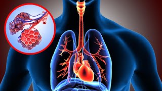 El SISTEMA RESPIRATORIO explicado sus partes y funcionamiento👩‍🏫 [upl. by Kalikow]