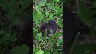 Baby Northern Shorttailed shrew short nature baby [upl. by Heeley]