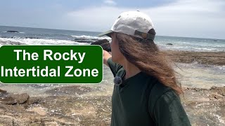 The Ecological Profile of the Rocky Intertidal Zone [upl. by Agneta]